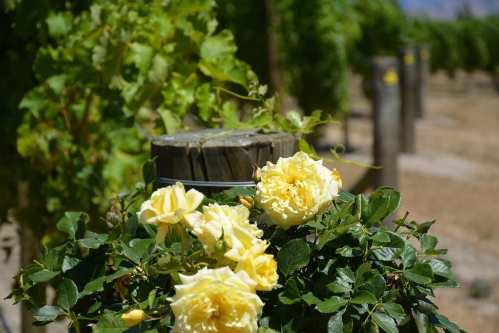 Ddog Vineyard & Bnb Renwick エクステリア 写真