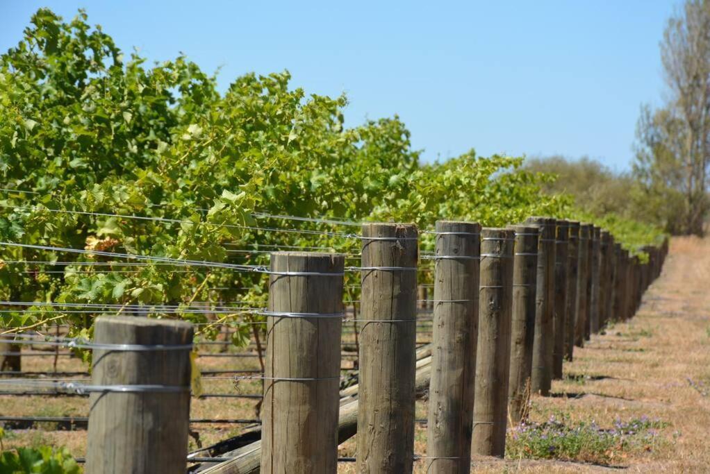 Ddog Vineyard & Bnb Renwick エクステリア 写真