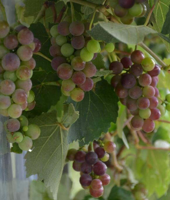 Ddog Vineyard & Bnb Renwick エクステリア 写真