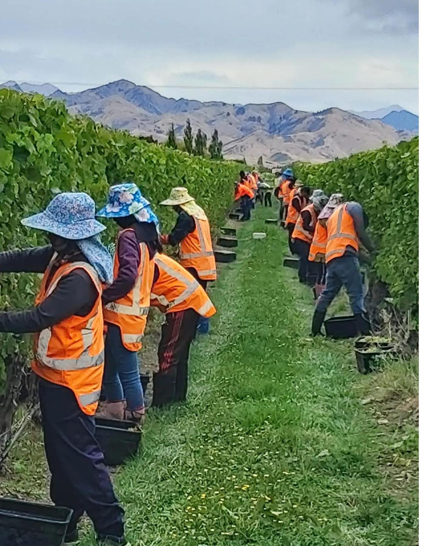 Ddog Vineyard & Bnb Renwick エクステリア 写真