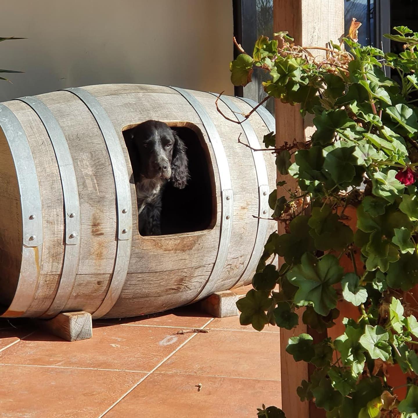 Ddog Vineyard & Bnb Renwick エクステリア 写真