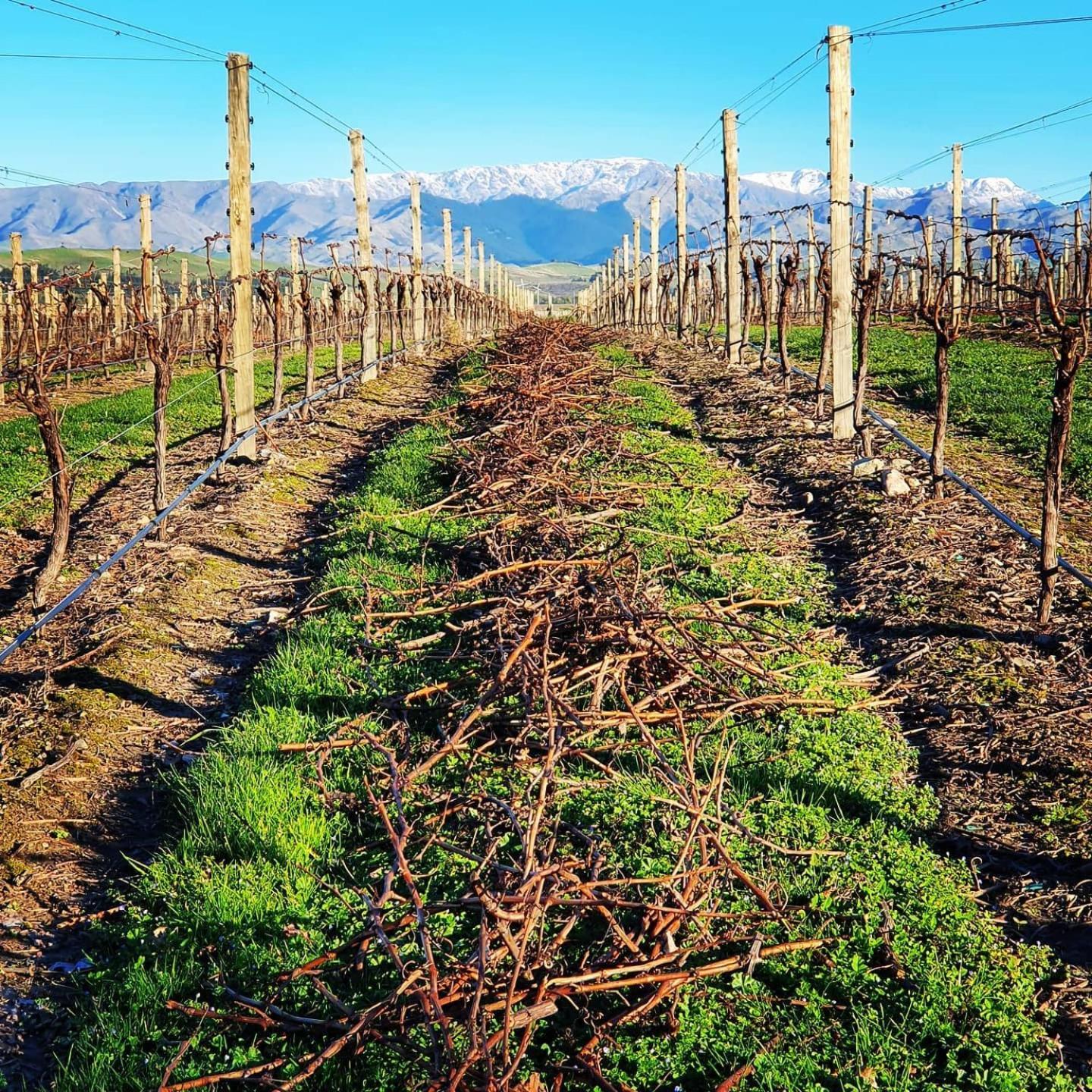 Ddog Vineyard & Bnb Renwick エクステリア 写真
