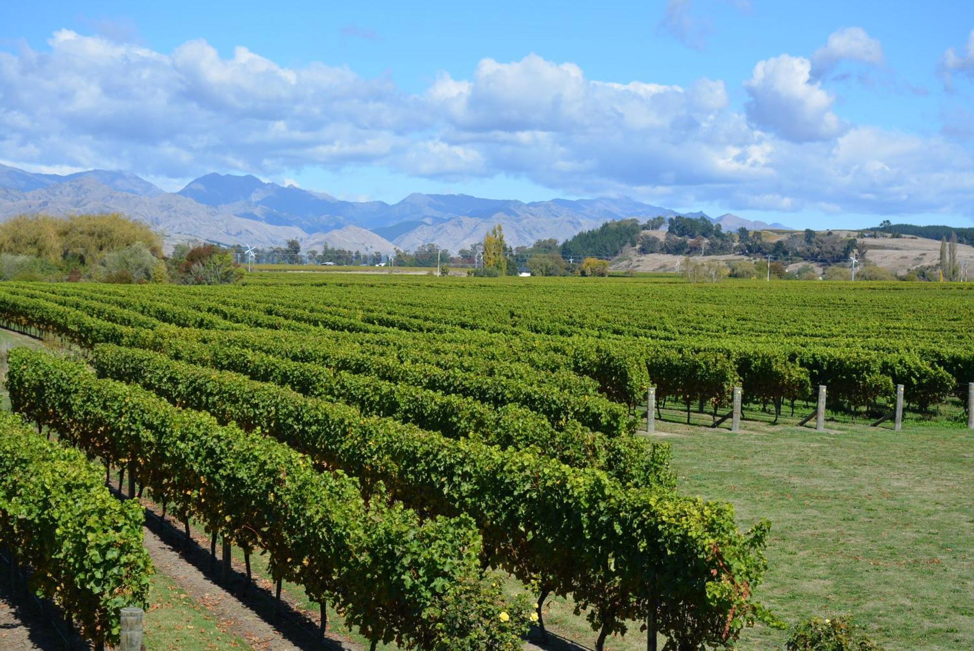 Ddog Vineyard & Bnb Renwick エクステリア 写真